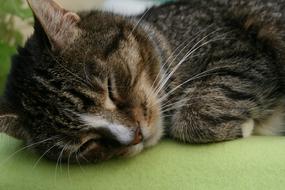 Cat Domestic Face