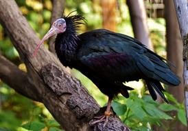 Northern Bald Ibis Portrait Bird