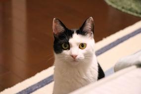 Cat Animal Cute
