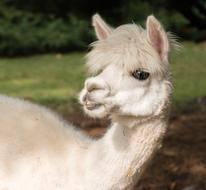 Alpaca Animal Portrait