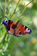 Peacock Butterfly
