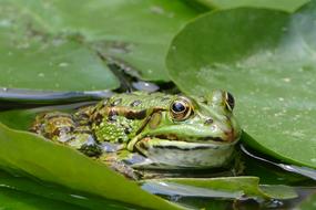 Frog Green Animal