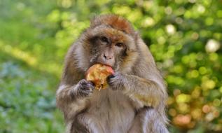 Barbary Ape Endangered Species