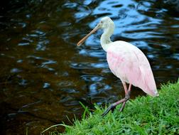 Spoonbill Tropical Bird