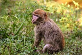 cute little furry monkey