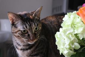 Cat Pet Animal