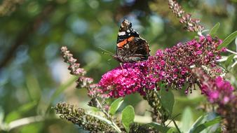 Butterfly Insect Flower