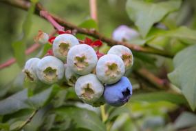 unripe berries in the garden