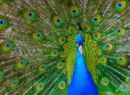 Peacock Bird Plumage