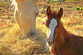 Foal Horse Fuchs on pasture