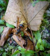 Bee Hornet Wasp