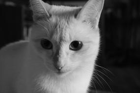 Cat Animal