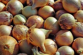 onion harvest is great