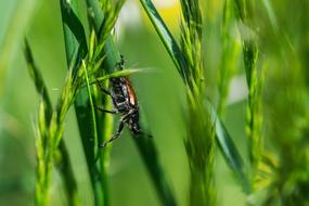 Beetle Hairy Macro