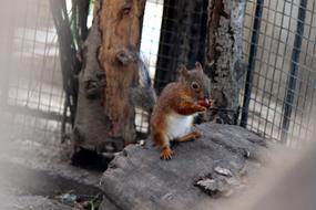 Squirrel Young One