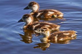 Nile Goose Chick Waterbird