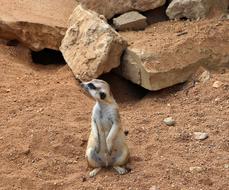 Meerkat Mammal Wildlife