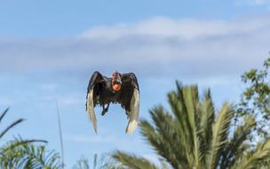 Bird Raptor Animal