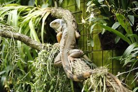 Animal Iguana lizard in the zoo