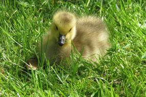 Gosling Goose Baby on grass