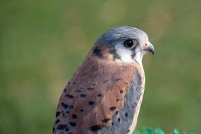 Falcon Raptor Bird