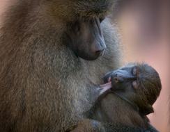 Baboon Monkey Animal