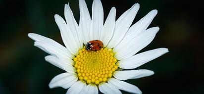 Ladybug Marguerite Beetle