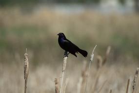 Blackbird Bird Nature