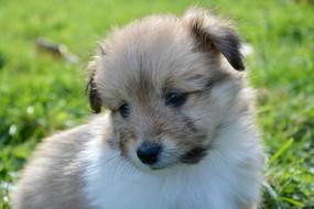 Dog Puppy Pup