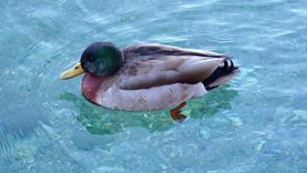 Duck Bird Animal