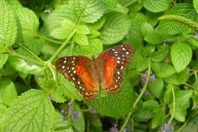 Butterfly Colorful Wing