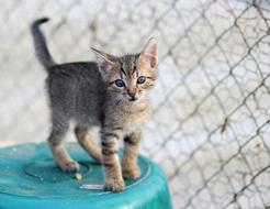 Cat Small Animal