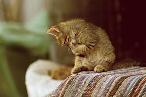 Cat Small Animals