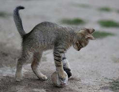 Cat Small Animals