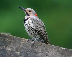 Northern Flicker Bird