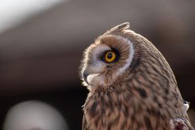 a cute owl staring off to the side