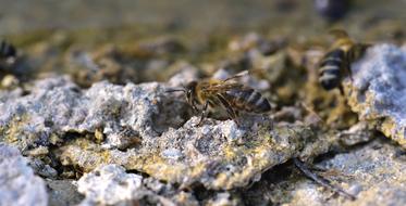 Bee Stone Crawl