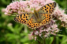 Photo of Butterfly The Beauty Of Nature