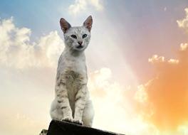 white cat illuminated by sunlight
