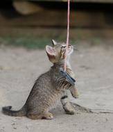 Cat Small Animals