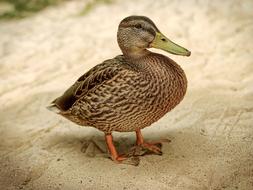 Duck Pond Bird on sand coast