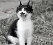 Cat Yawn Tooth