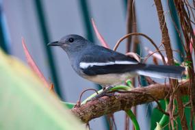 sitting bird on a branch