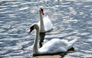 swans floating on the pond