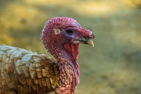 Turkey Bird Animal