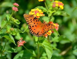 Butterfly Insect Colorful