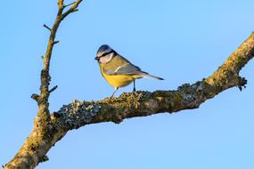 Spring Lake Blue Tit Nature