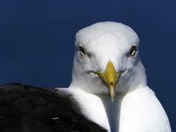 Gull Head Face