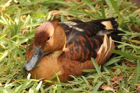 Duck Animal Bird