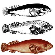 fish animal nature river ocean